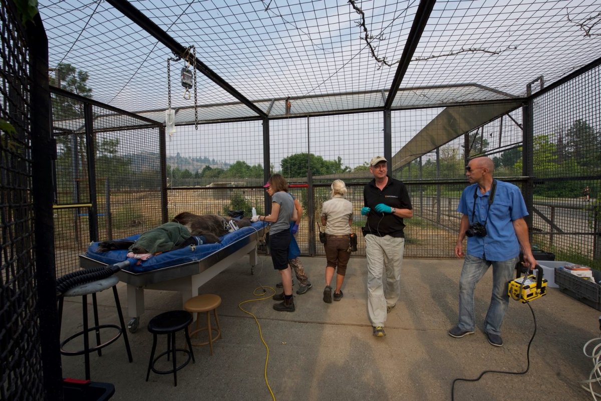 Grizzly bear with broken tooth receives root canal surgery at B.C. wildlife park Globalnews.ca