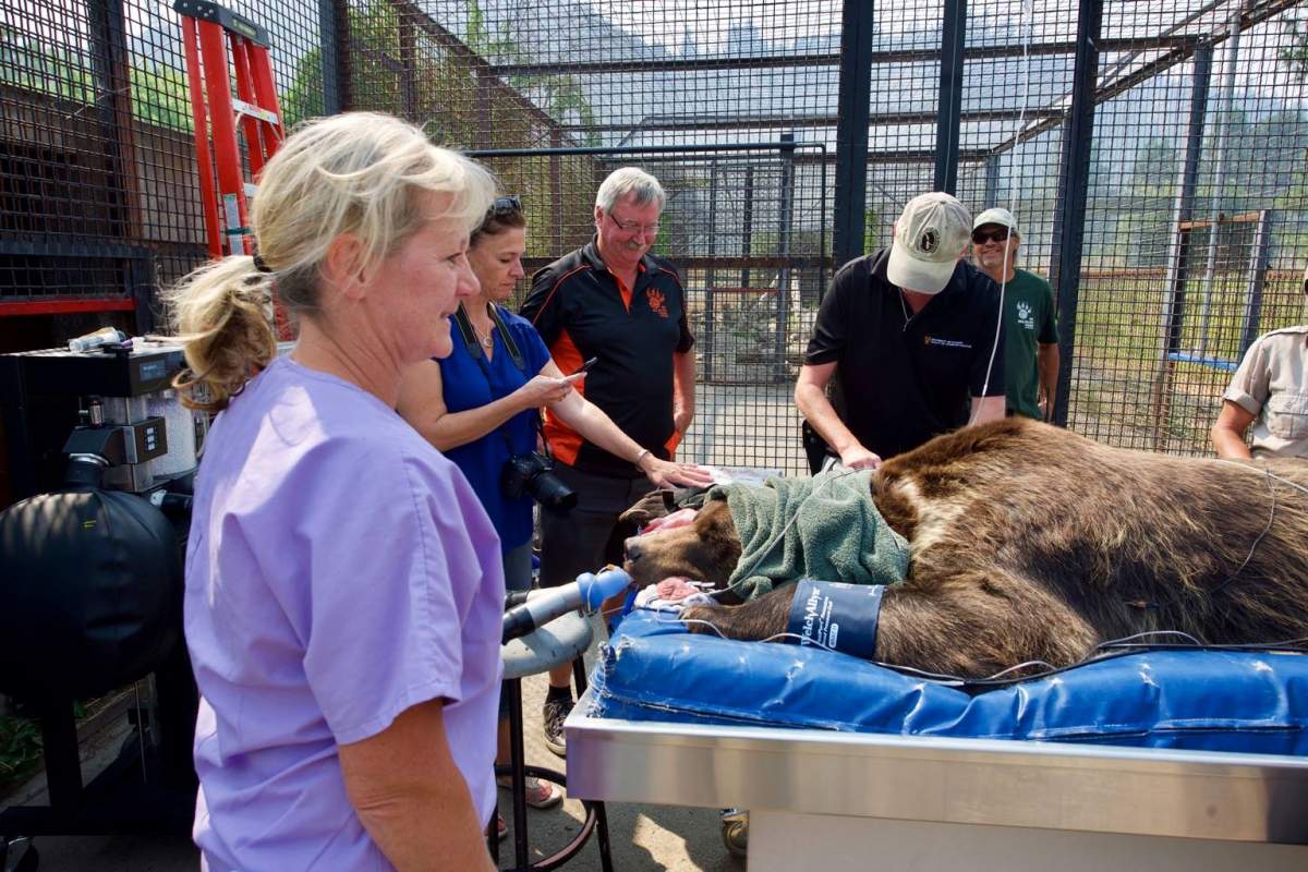 A grizzly bear underwent a root canal at wildfire park in Kamloops.