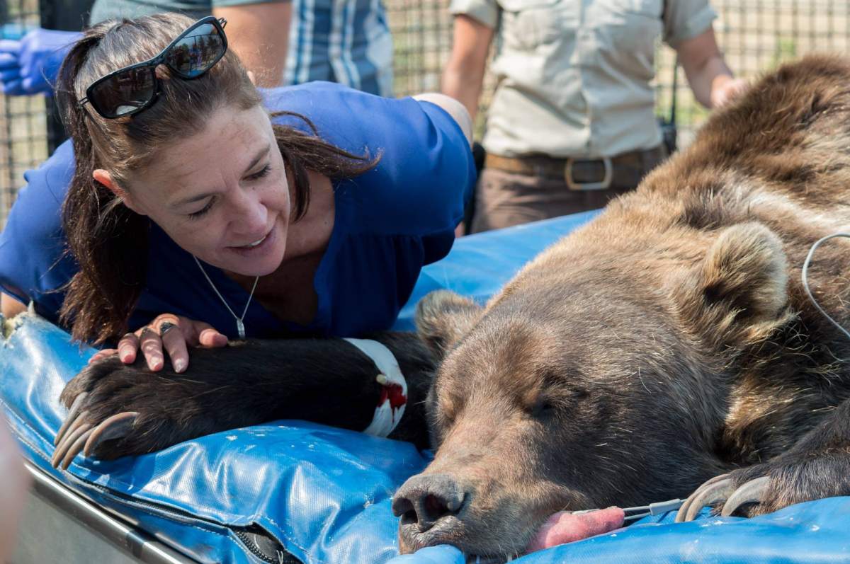 Grizzly bear with broken tooth receives root canal surgery at B.C. wildlife park - image