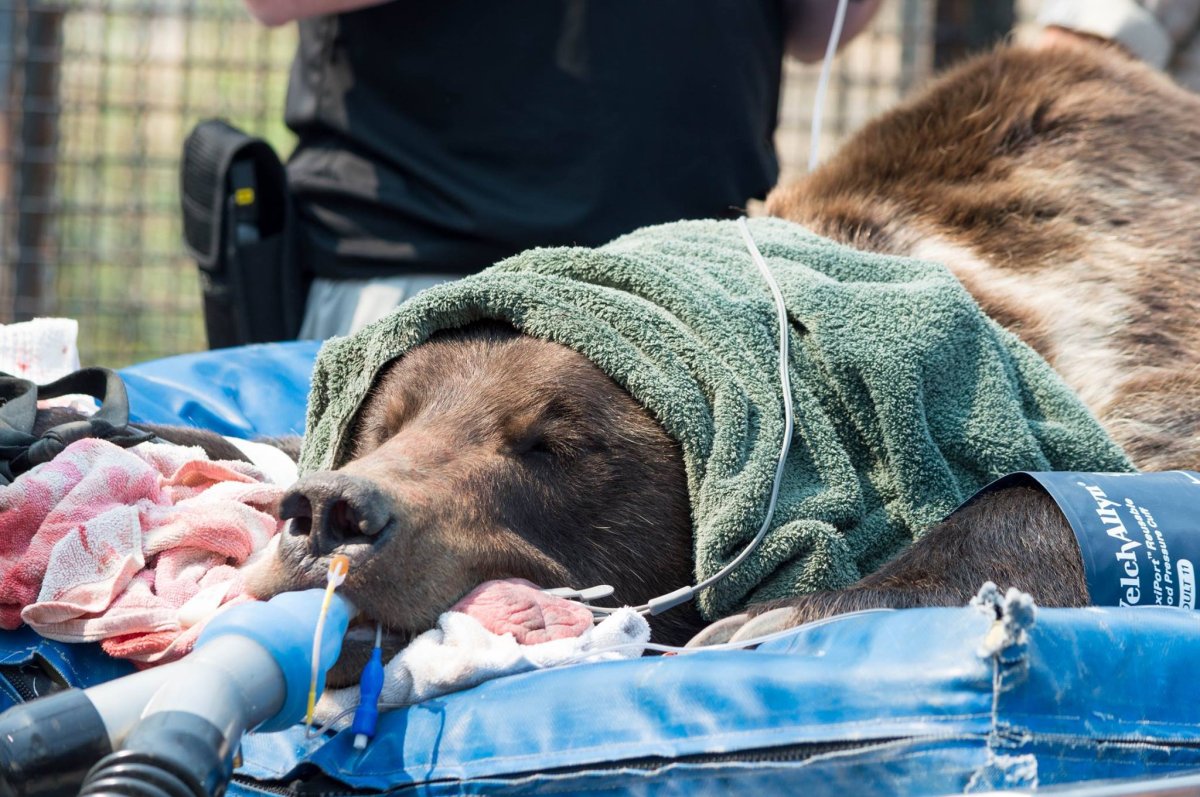 A grizzly bear underwent a root canal at wildfire park in Kamloops.
