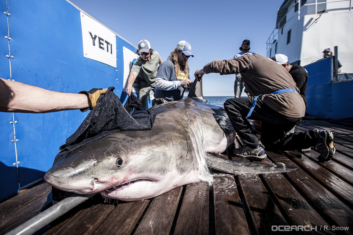 Hilton the shark is tagged by OCEARCH researchers.