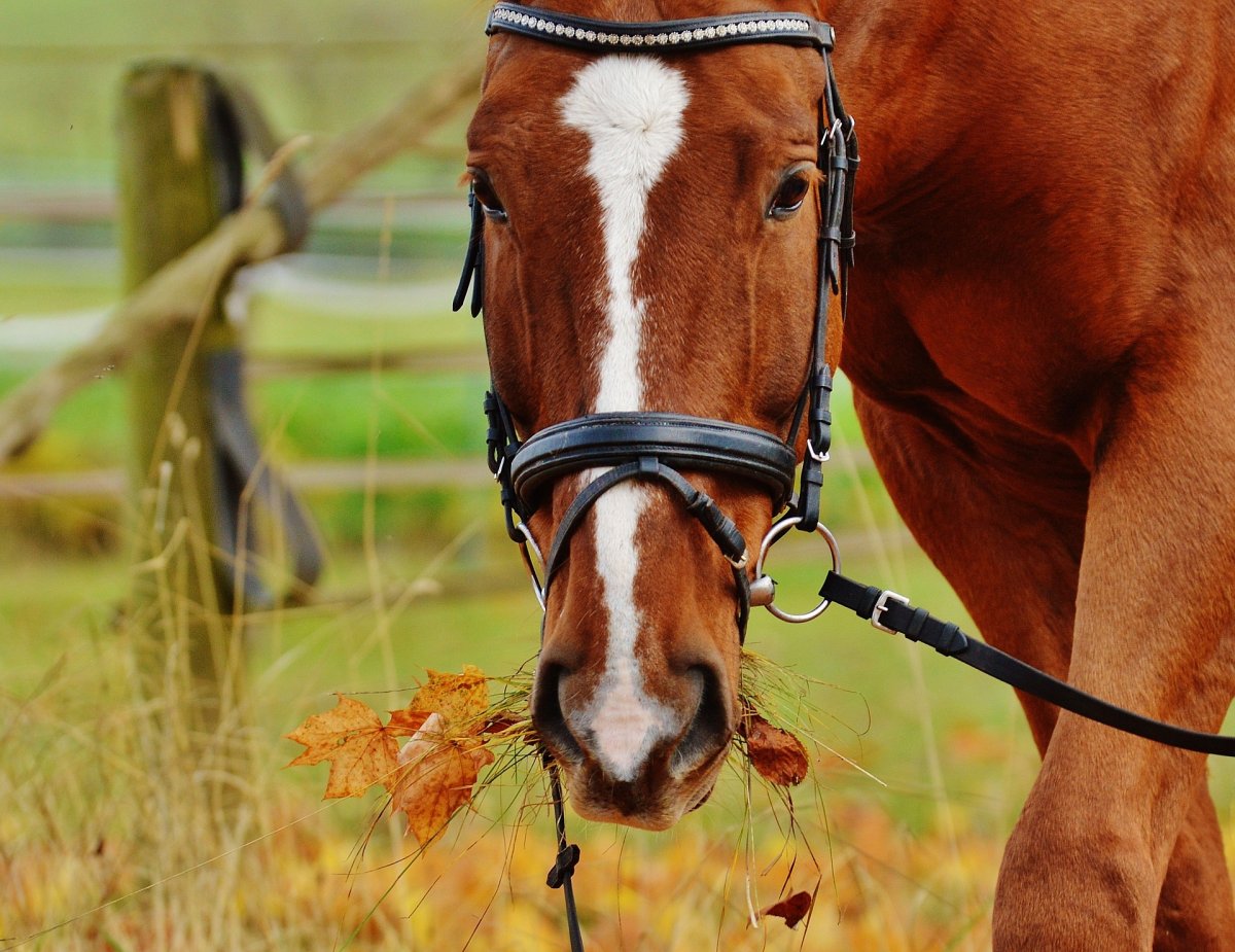 Horse infected with Eastern equine encephalitis found in Hamilton - image