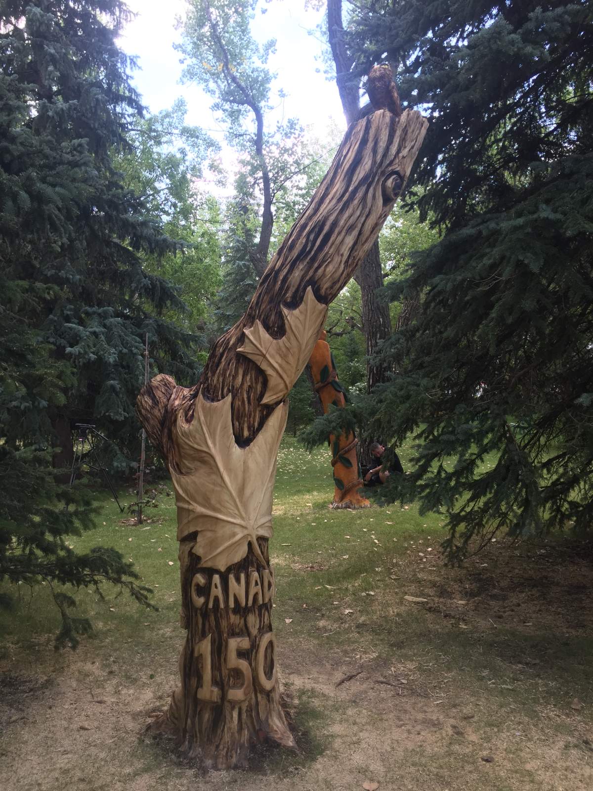 The Moose Jaw Museum and Art Gallery is giving dead trees a new life in Crescent Park, as with this Canada 150-themed carving.