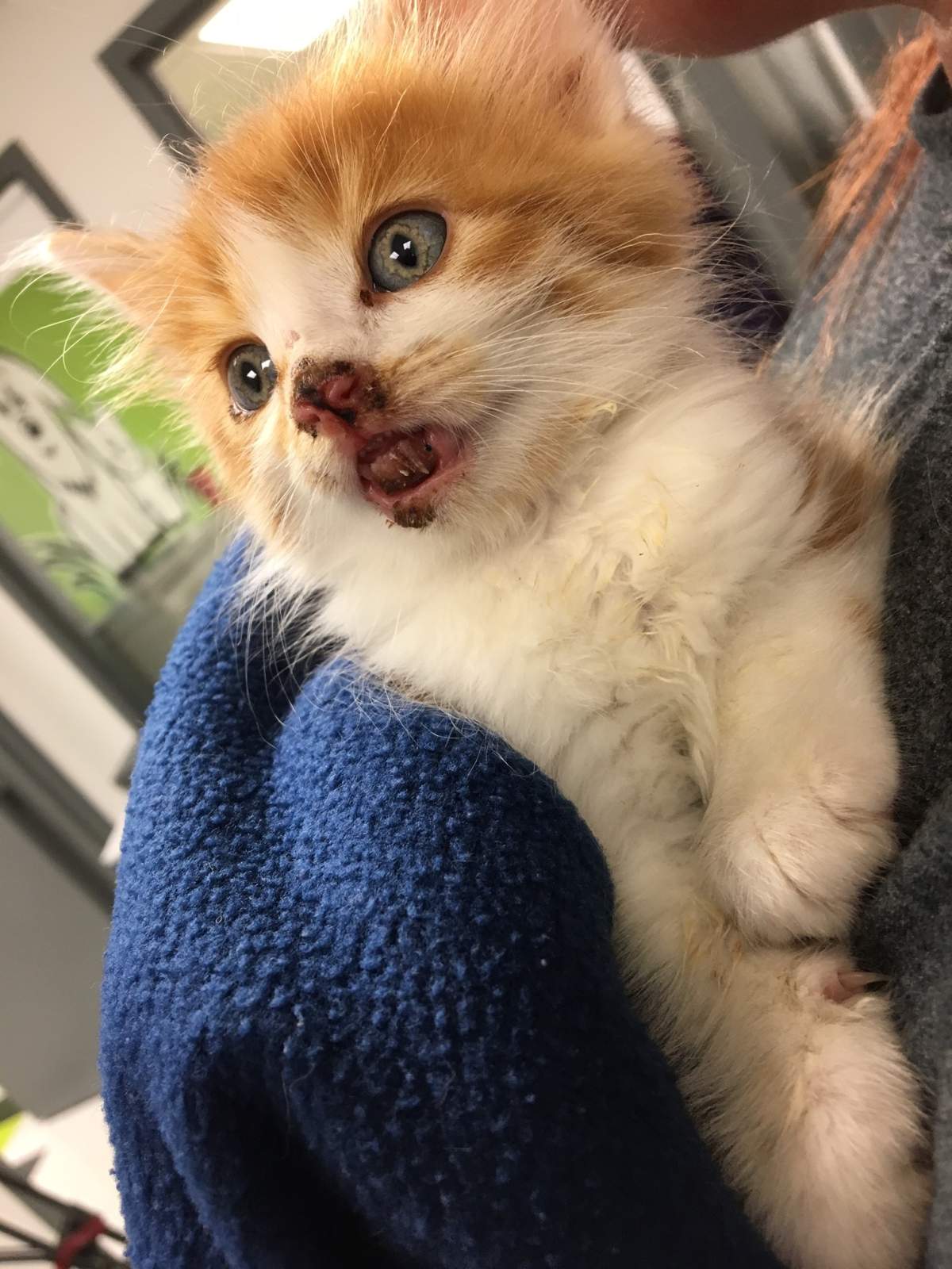 Kitten apparently thrown from moving vehicle recovering at Calgary ...