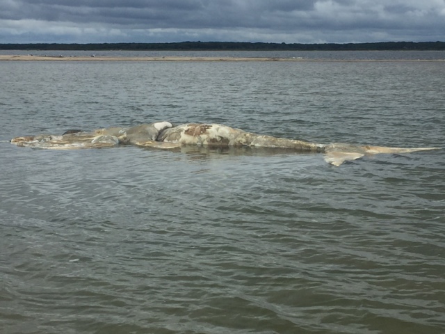 The carcass of a North Atlantic right whale is seen off of Edgartown, Mass. in Martha's Vineyard.