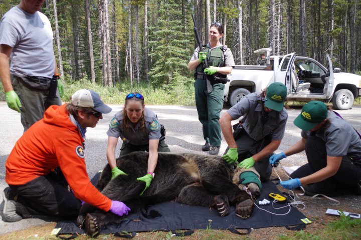 Grizzly bear survives being hit by car travelling 100 km/h near Canmore