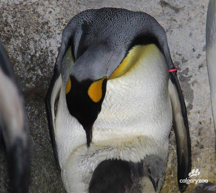 A King penguin chick born at the Calgary Zoo on Aug. 1, 2017.