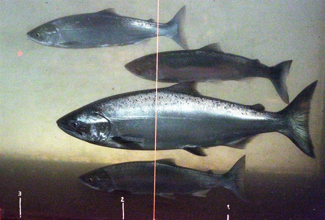 In this June 27, 2012, file photo, a Chinook salmon, second from the bottom, swims with sockeye salmon group. (AP Photo/Rick Bowmer, File)
