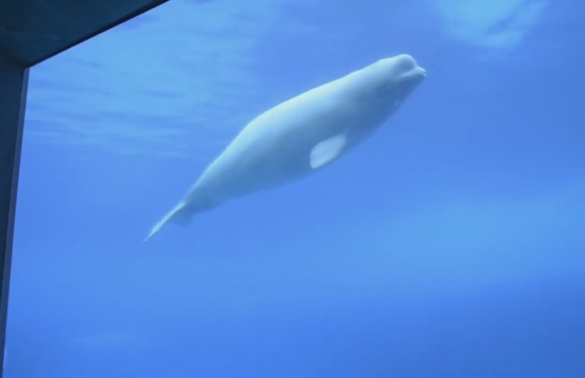 A video image of Gia, Marineland's beluga whale, taken in March 2016.
