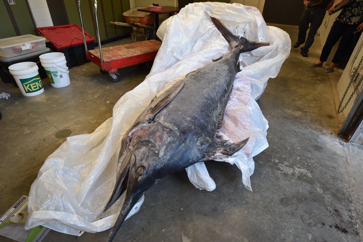 A blue marlin was found dead at Crystal Crescent Beach Provincial Park. 