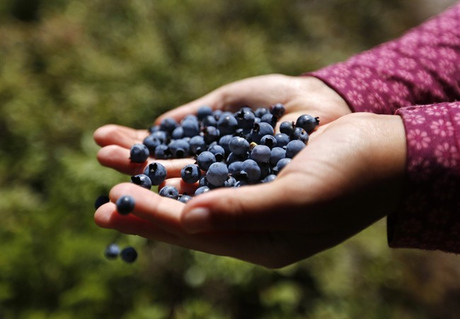 Canada's competition regulator has confirmed it is investigating allegations of anti-competitive conduct in the wild blueberry industry.