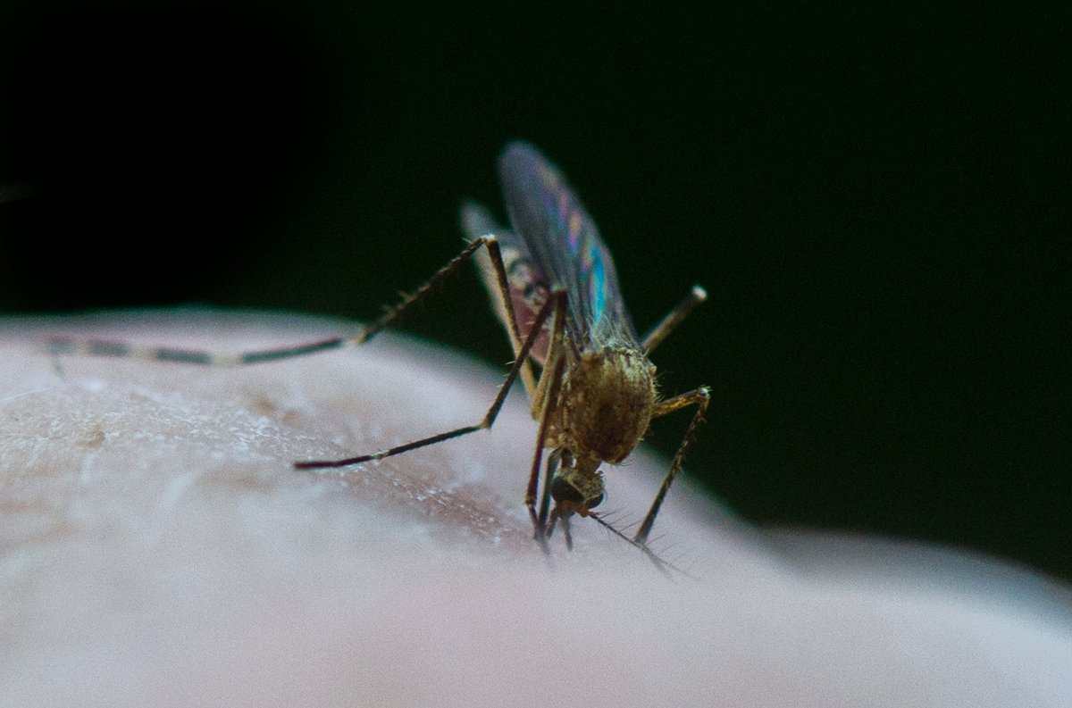 High water levels could mean more mosquito bites near the Fraser River - image