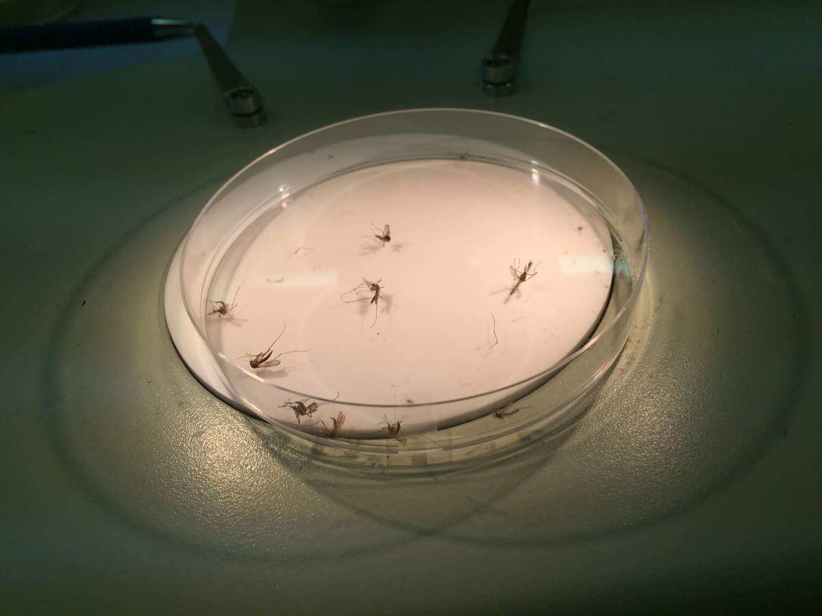 City officials said the average trap counts have been well below ten in Winnipeg this year.