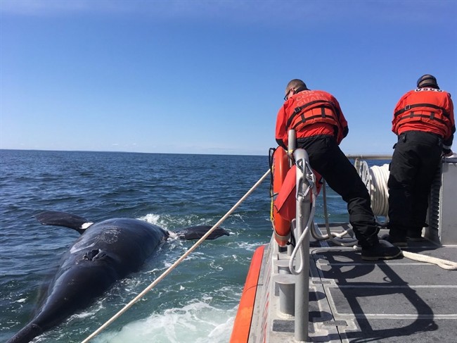 This April 2017 photo provided by the U.S. Coast Guard shows a young right whale that was founded dead in Cape Cod Bay. The right whale is one of 13 to die in the United States and Canada in 2017.