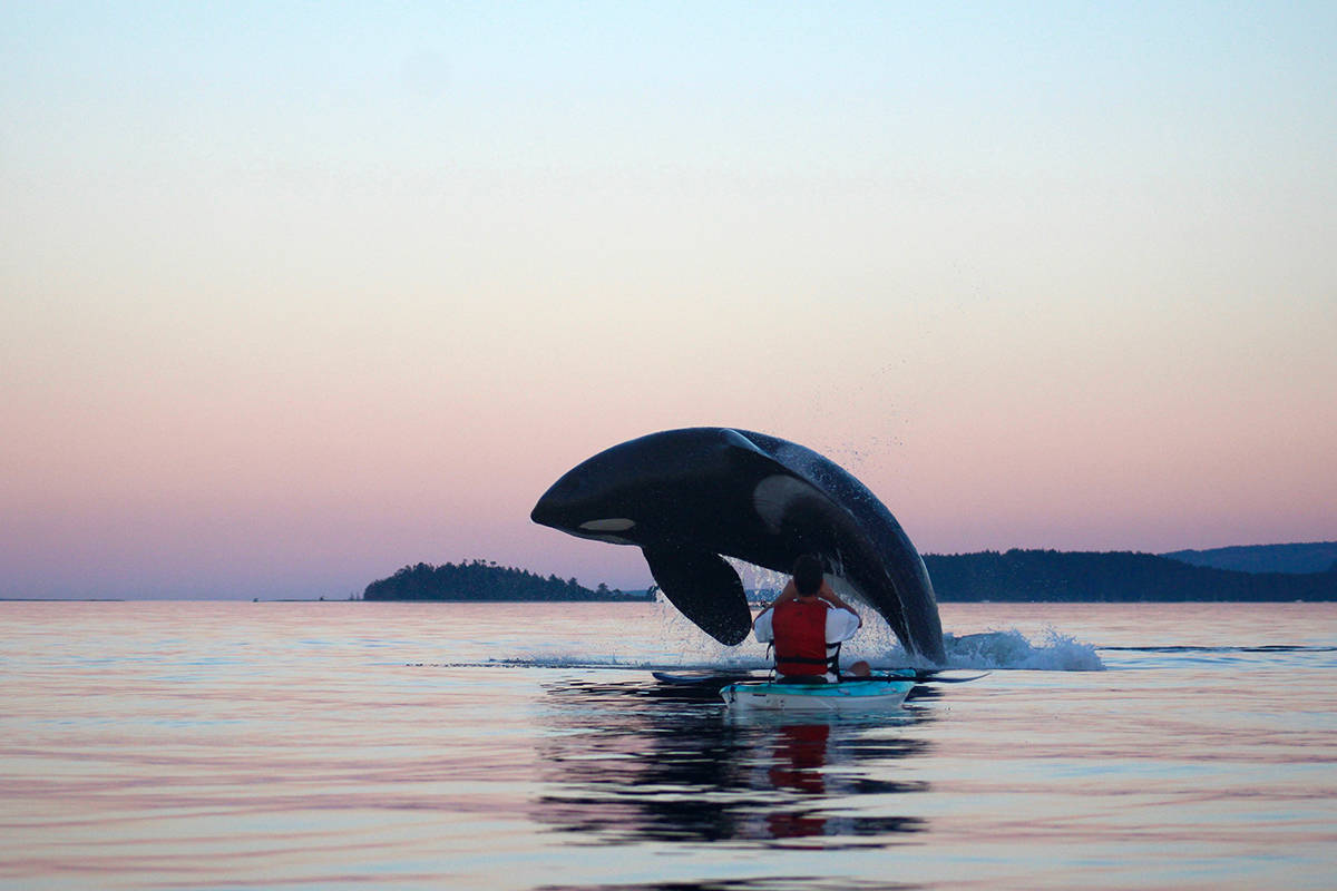 An orca leaps out of the water near a kayaker off of Gartley Beach on Aug. 26, 2017.