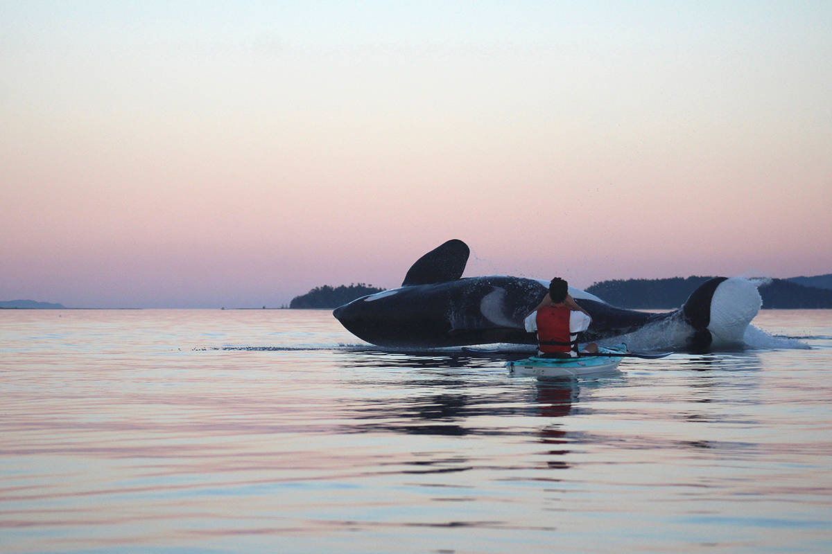 An orca leaps out of the water near a kayaker off of Gartley Beach on Aug. 26, 2017.