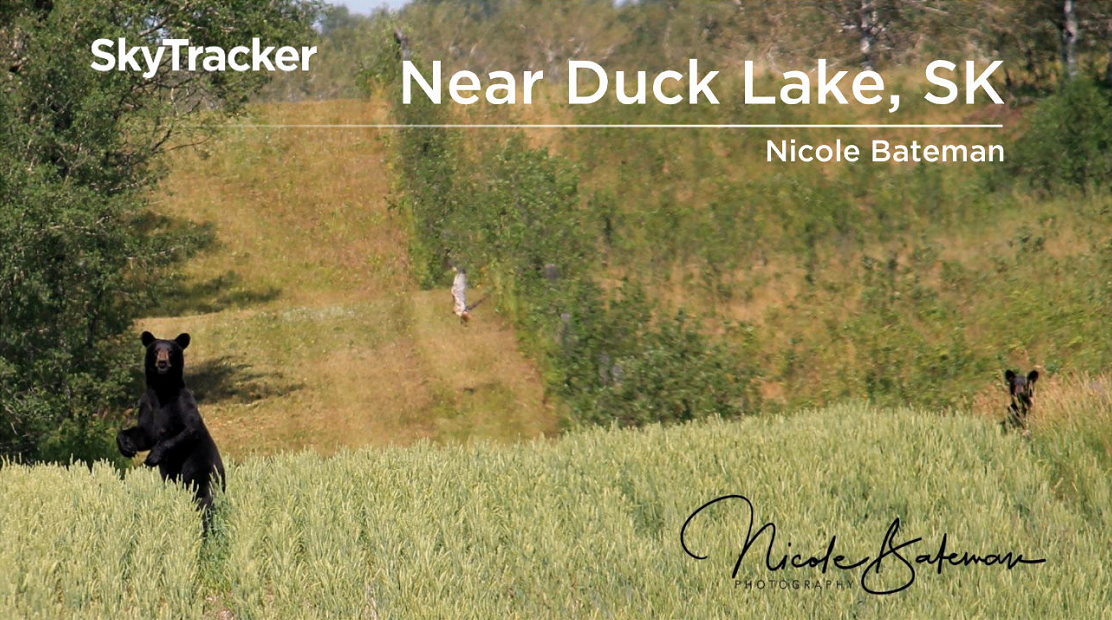 Bears spotted in the Duck Lake area on a beautiful sunny day.