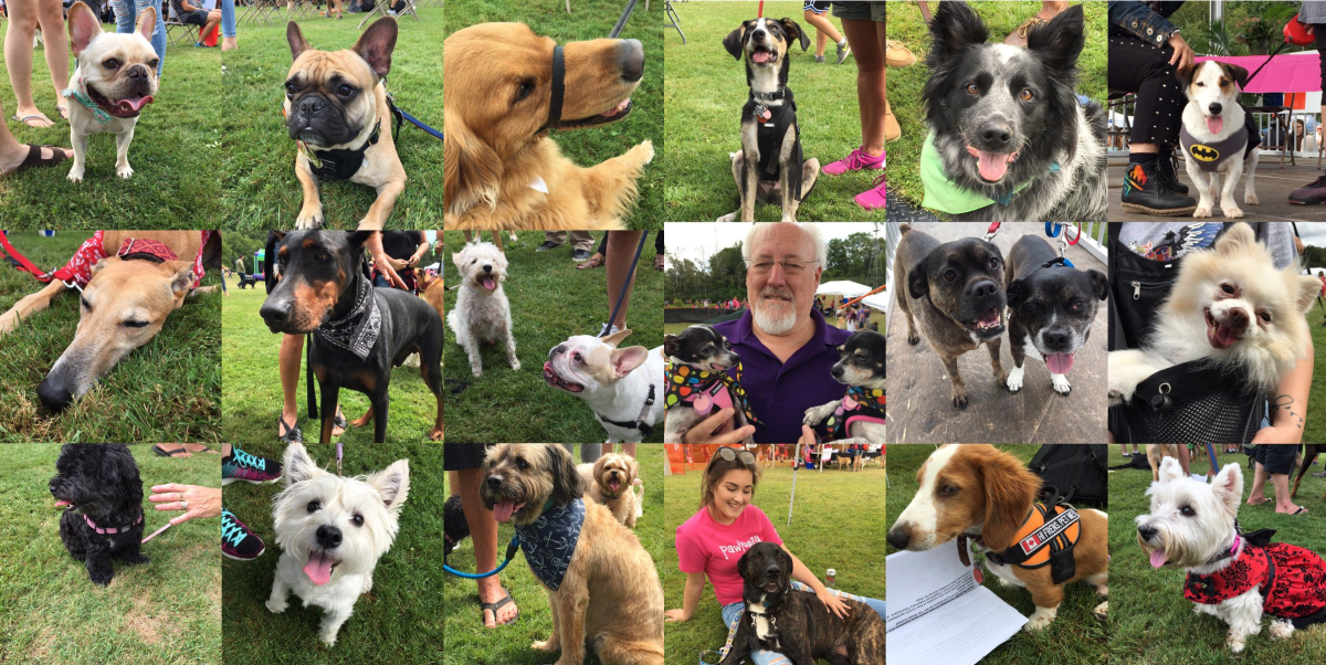 Some of the roughly 6,000 dogs that visited the Plunkett Estate for the 9th edition of Pawlooza.