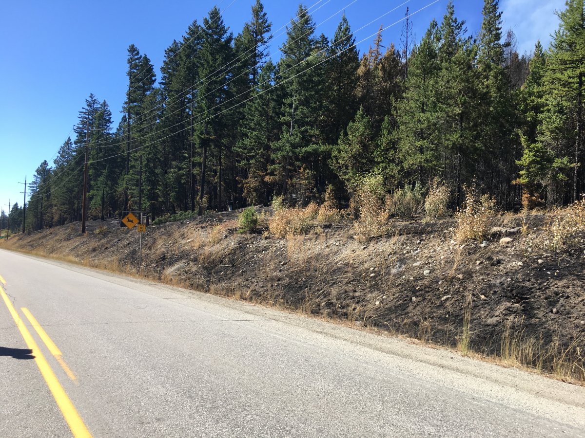 Trees burnt by the Philpott Road wildfire along Highway 33. 
