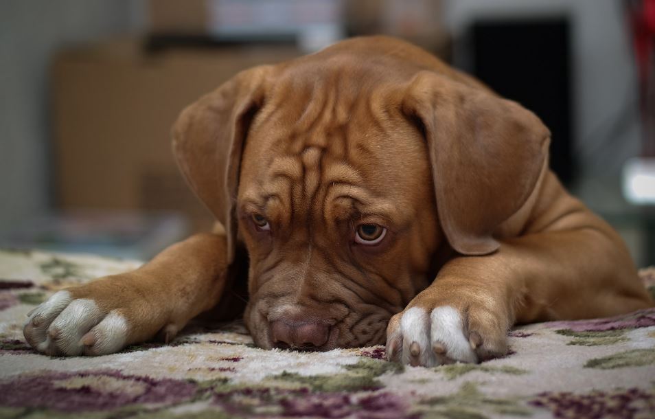 What is your dog really thinking? - image