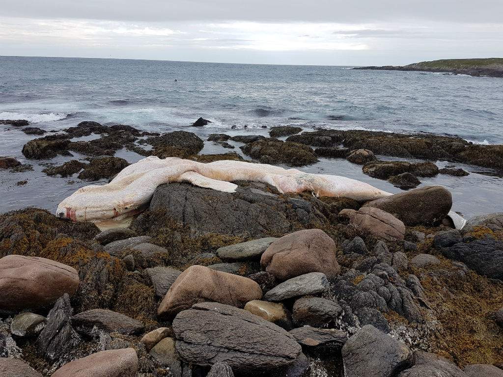 Right Whale deaths