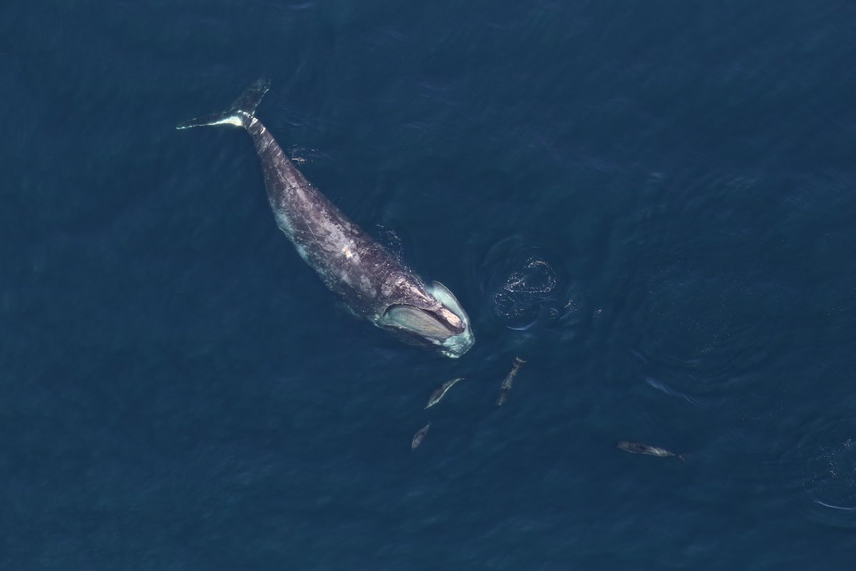 An adult male right whale, #1327, feeding and accompanied by white-sided dolphins.