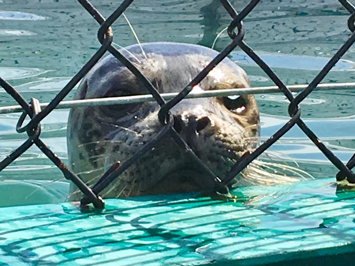Recordbreaking rescue season for Vancouver Aquarium’s marine mammal