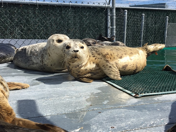 Recordbreaking rescue season for Vancouver Aquarium’s marine mammal