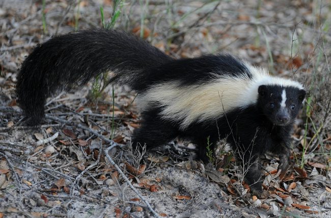 Connecticut boy wakes up to find skunk in his bed - image