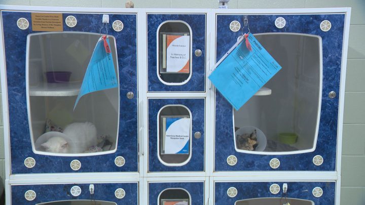 Saskatoon SPCA waives adult cat adoption fees after surge in population - image