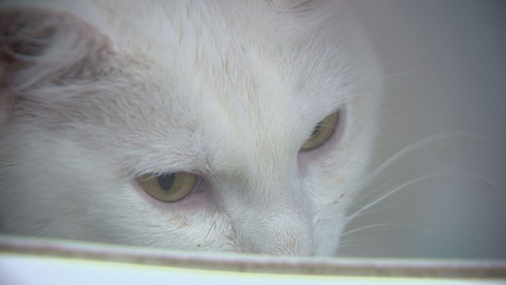 Saskatoon SPCA waives adult cat adoption fees after surge in population - image