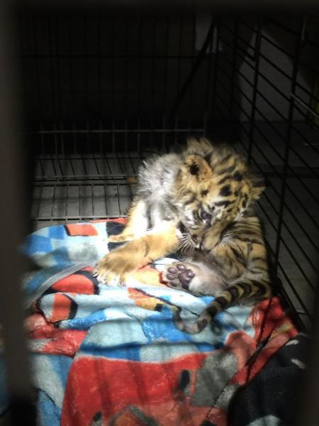 Smuggled baby tiger cub found by border guards in California - image