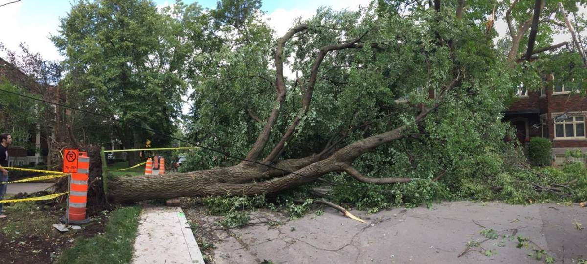 A fallen tree from the intense Montreal thunder storm could have a second life as a guitar.