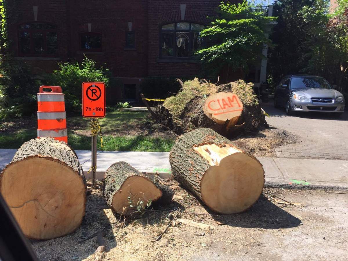 A fallen tree from the intense Montreal thunder storm could have a second life as a guitar.