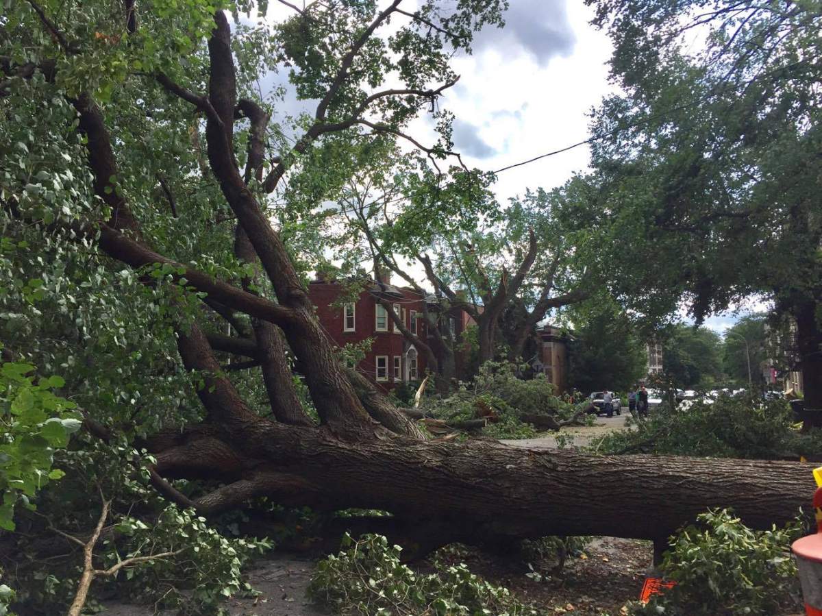 A fallen tree from the intense Montreal thunder storm could have a second life as a guitar.