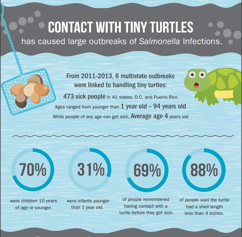 Stop kissing pet turtles, CDC warns as Salmonella outbreak hits 13
