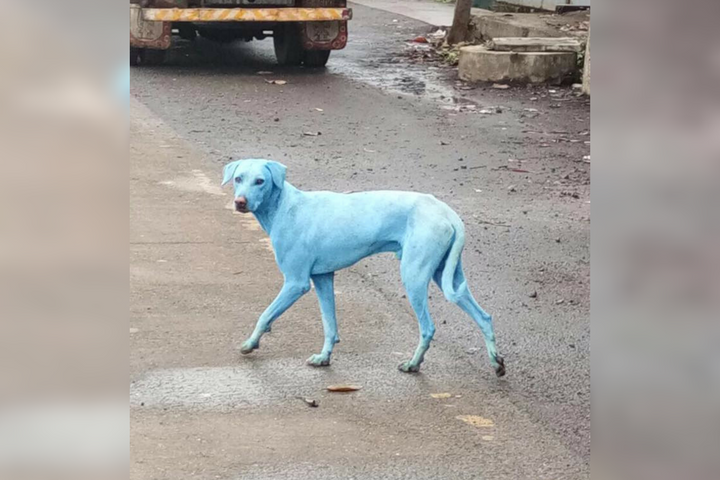 why are there blue dogs in mumbai