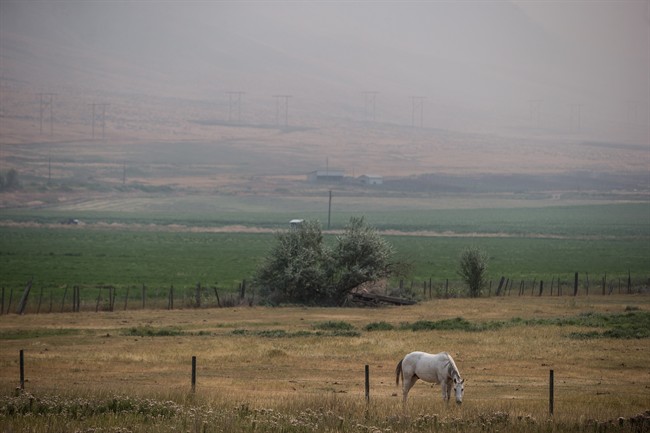 File Photo: Thick smoke from wildfires fills the air as a horse grazes near Cache Creek, B.C., on Tuesday, August 1, 2017.