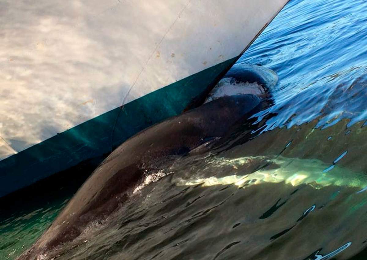 This Aug. 9, 2017, photo provided by NOAA Office of Law Enforcement shows a dead humpback whale on the bow of the Grand Princess cruise ship in Ketchikan, Alaska. 