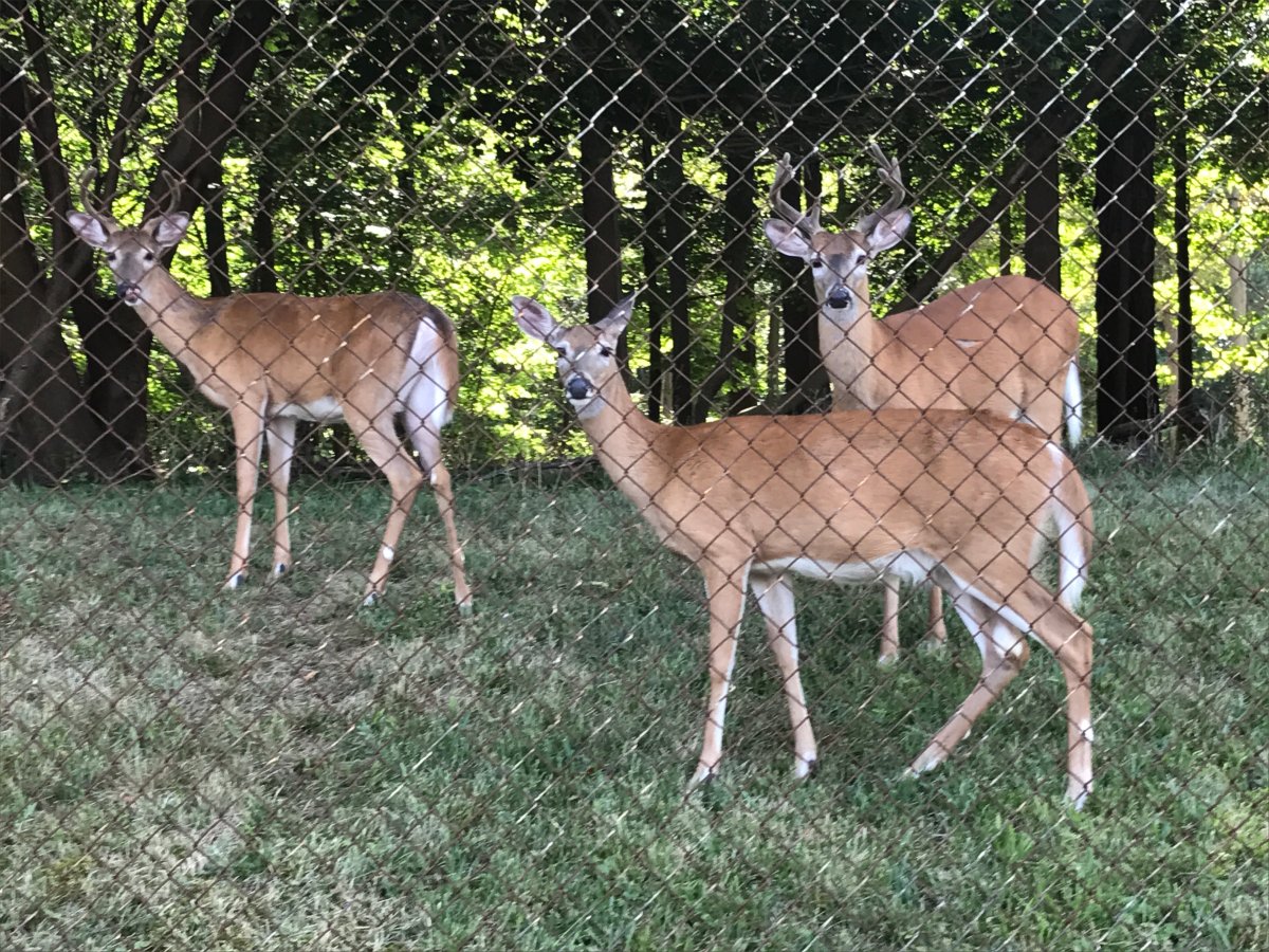 Deer at Woodland Cemetery.
