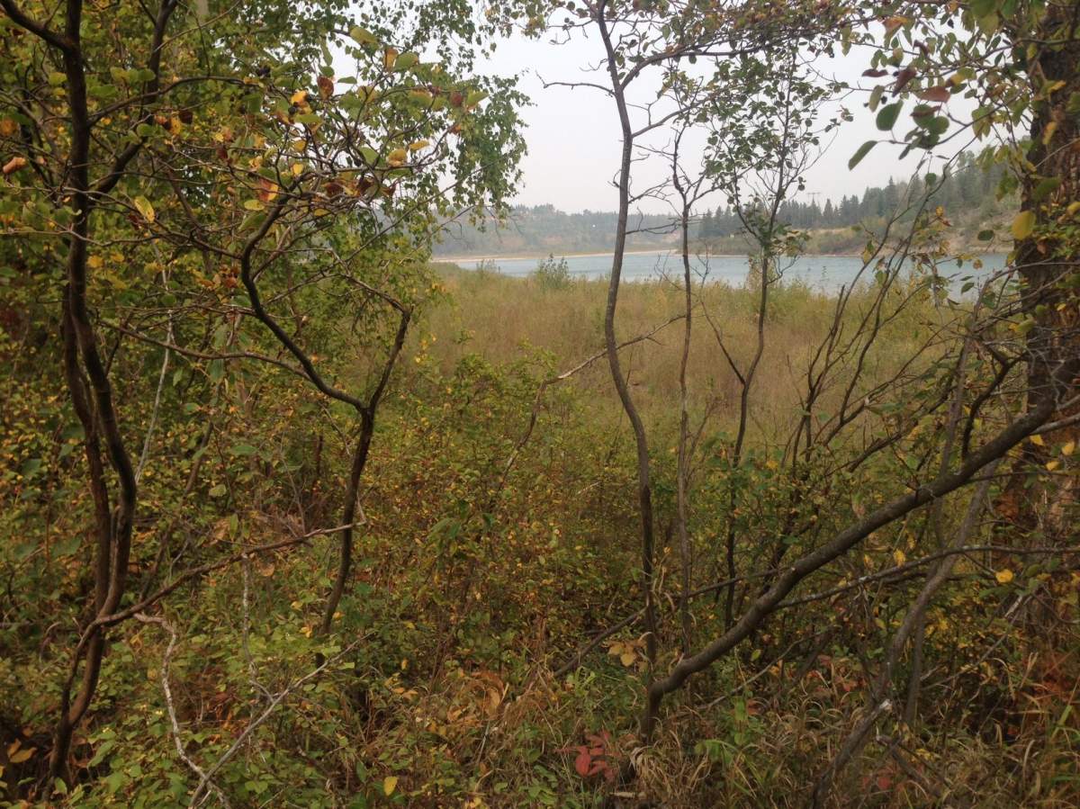 Big Island-Woodbend Natural area is within Edmonton city limits but it also spreads into Enoch First Nation, Parkland and Leduc counties and the Town of Devon.