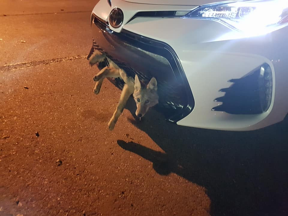 A driver found this coyote stuck (but alive) in her car's grille on Sept. 3, 2017 between Airdrie and Calgary. 