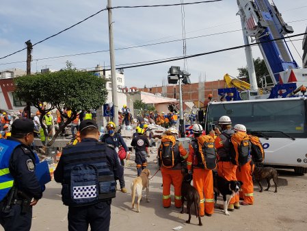 Canadian rescue dogs help search for survivors after Mexico earthquakes ...