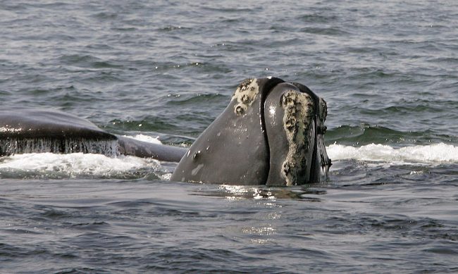FILE - In this April 10, 2008 file photo, the head of a North Atlantic right whale peers up from the water as another whale passes behind in Cape Cod Bay near Provincetown, Mass.  Federal officials plan to provide more details on their investigation into the recent deaths of endangered North Atlantic right whales. The whales are among the rarest marine mammals in the world. Only about 500 right whales exist. At least 13 right whales were found dead this year off New England and Canada. More details on the investigation are to be released Friday, Aug. 25, 2017. (AP Photo/Stephan Savoia, File).