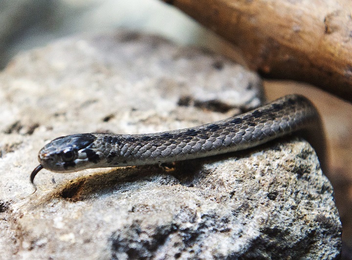 A brown snake is seen at the Ecomuseum Friday, September 29, 2017 in Montreal. Biologists at the Ecomuseum are working to protect the Quebec population of the species, whose habitat is threatened by development in the Greater Montreal area. 