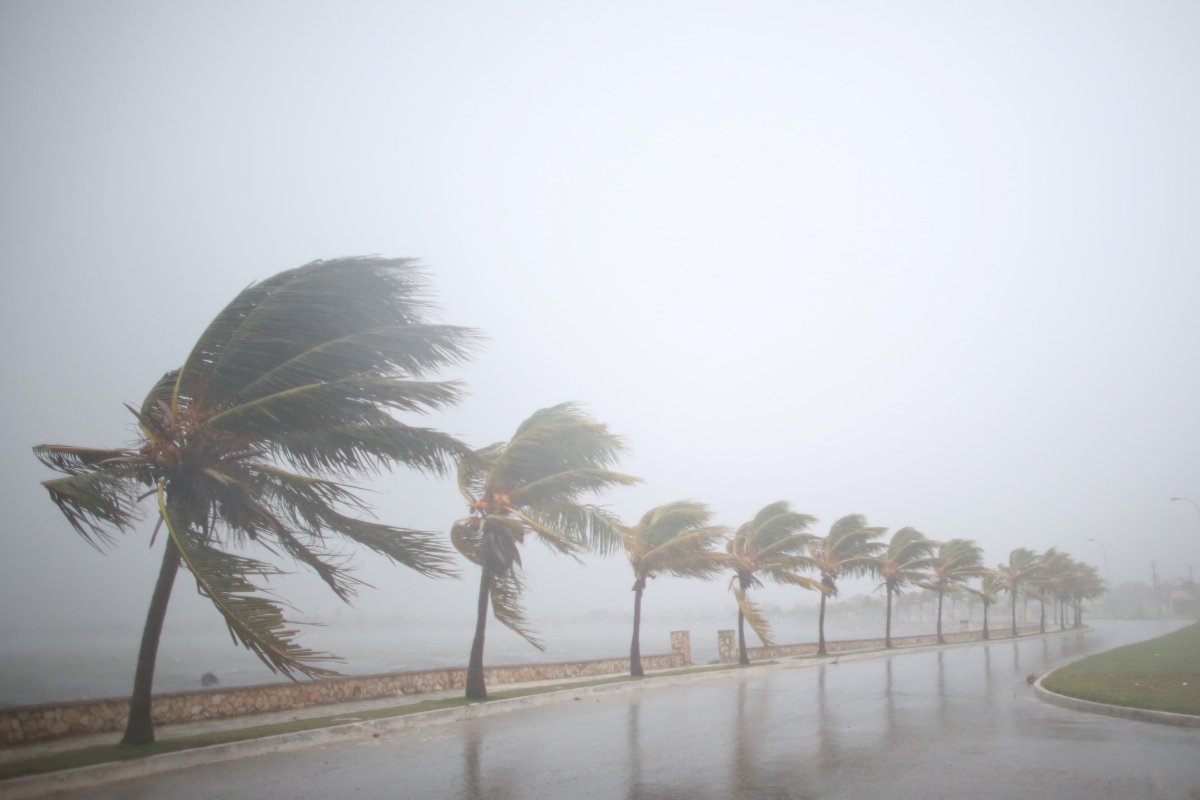 Palm trees sway in the wind prior to the arrival of the Hurricane Irma in Caibarien, Cuba, September 8, 2017. REUTERS/Alexandre Meneghini.