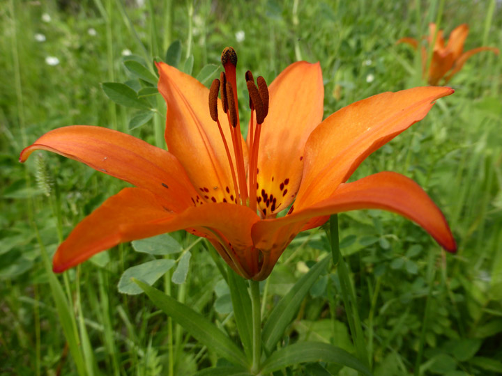 Alie Neish took this Your Saskatchewan photo for September 15 in Naicam.