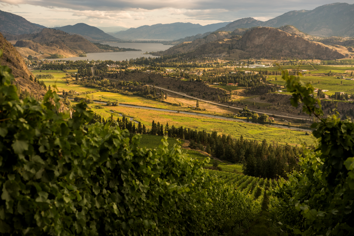 The view north to Skaha Lake from the upper vineyards of See Ya Later Ranch Winery.