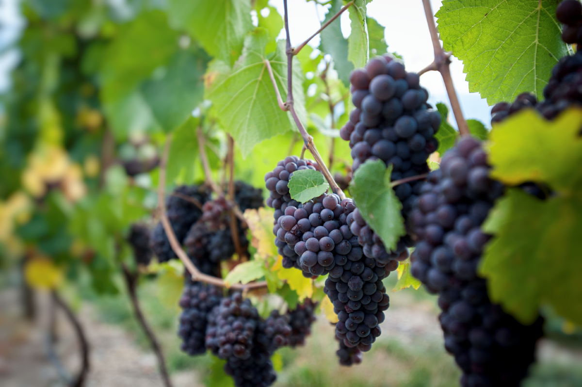 UBCO testing impact of smoke on wine grapes - image