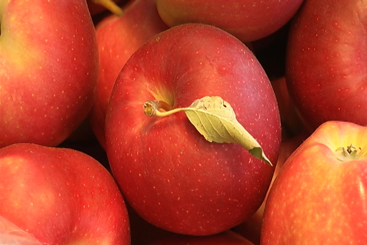 Local growers say the wet, rainy summer is resulting in fewer apples this fall. 